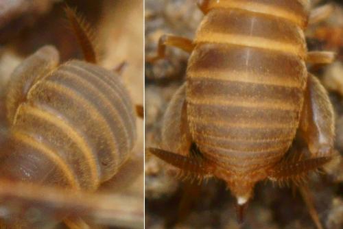 Réf. 230 595 : Myrmecophilus fuscus
